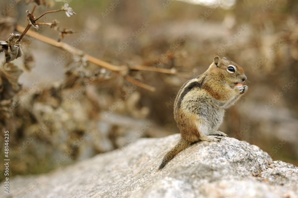 Chipmunk