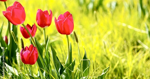 Tulips Meadow