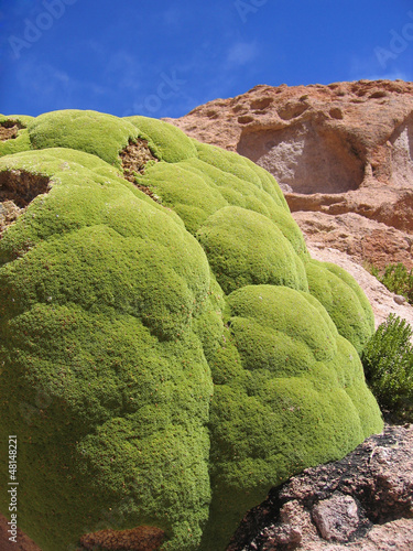 Llareta plant (Azorella compacta) - some are 3000 years old photo