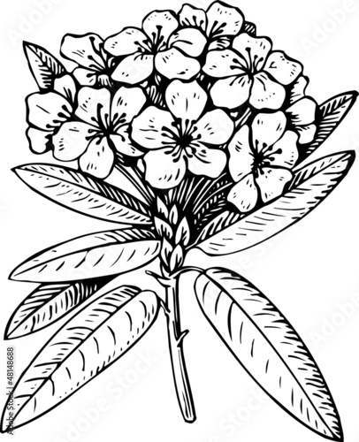 Canvas Print Flower rhododendron