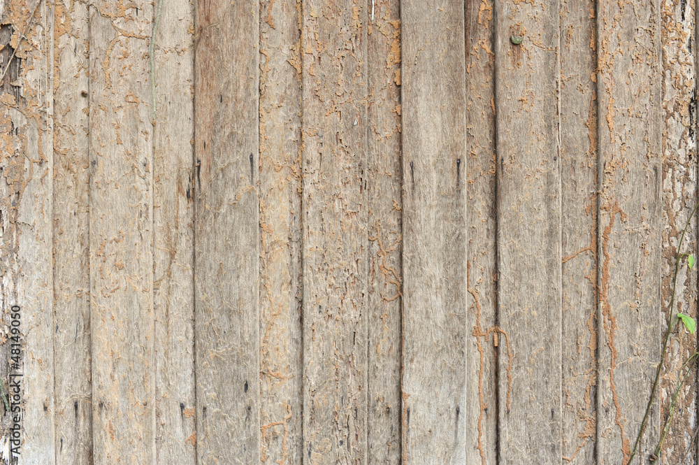 Termite Damage Termite Damage
