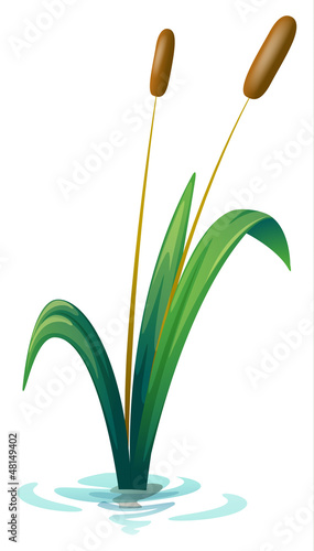 A plant
