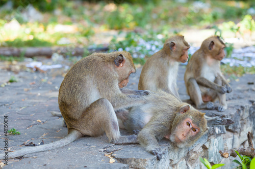 Lovely Monkey  cleaning each other with lover