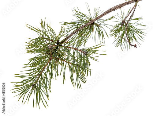 Pine tree branch isolated on white