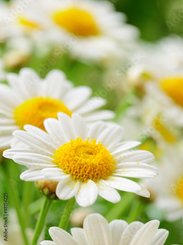 Fototapeta Naklejka Na Ścianę i Meble -  naure power