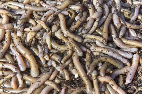 Earthworms close to fishing