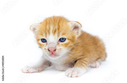 cute asia kitty cat
