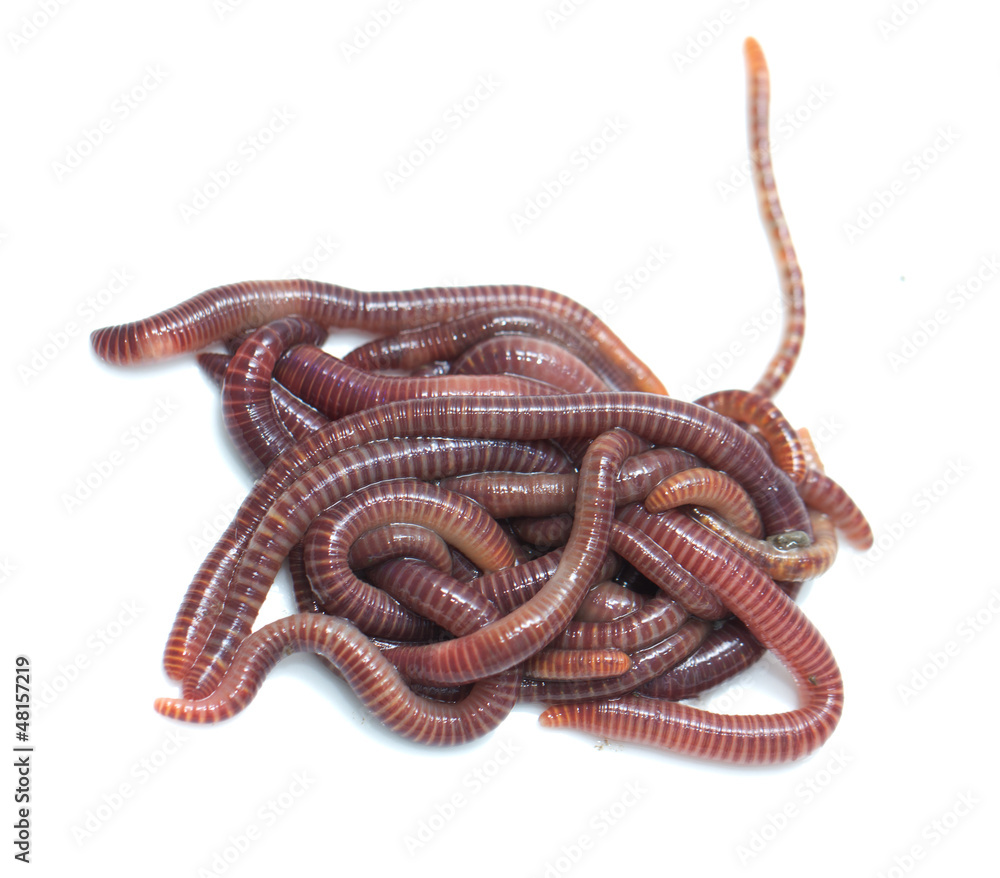 earthworm on a white background earthworm on a white background
