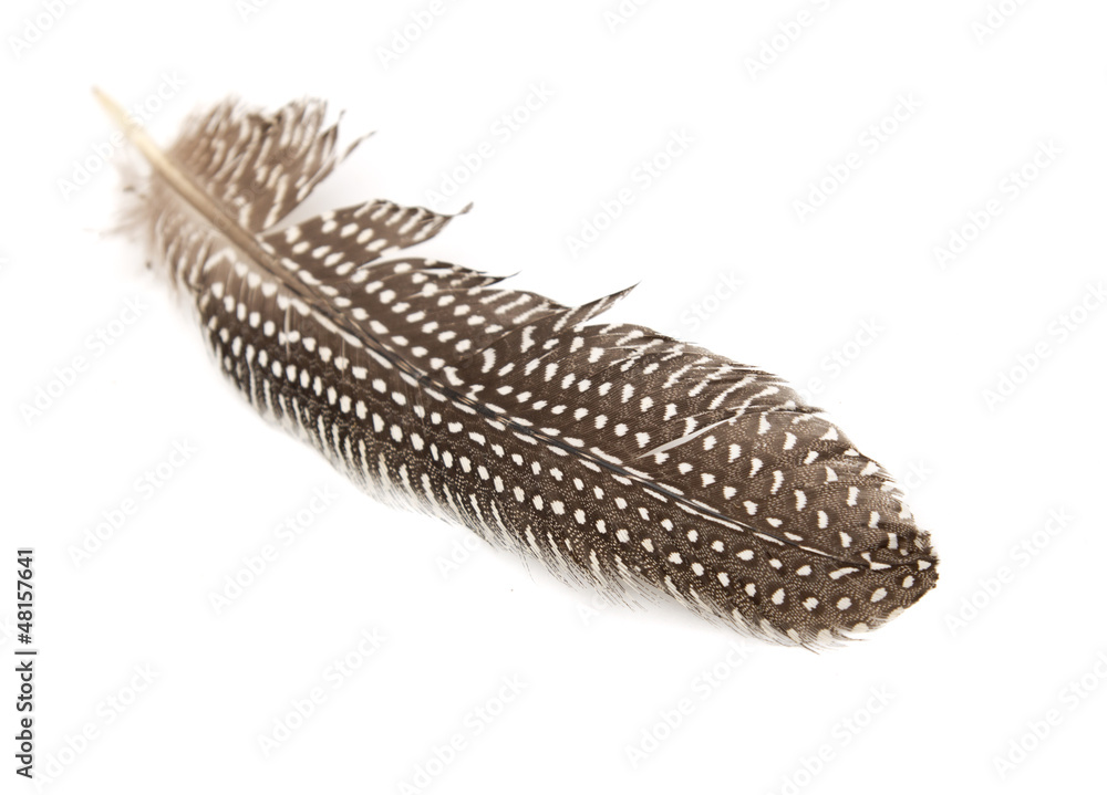 feather on a white background feather on a white background