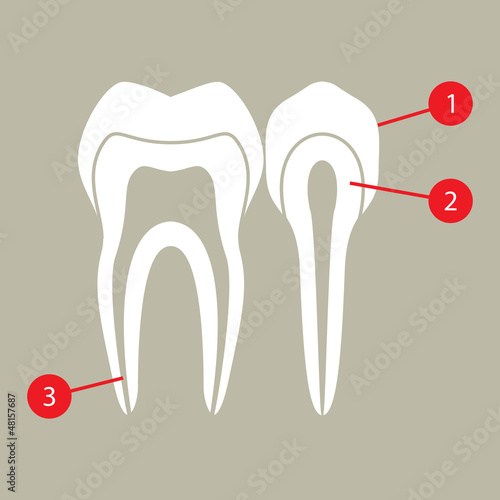 Diagram of teeth