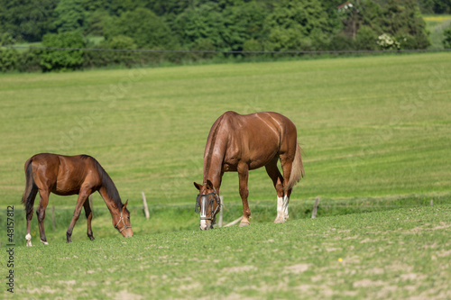 Pferde auf der Weide © StudioLaMagica