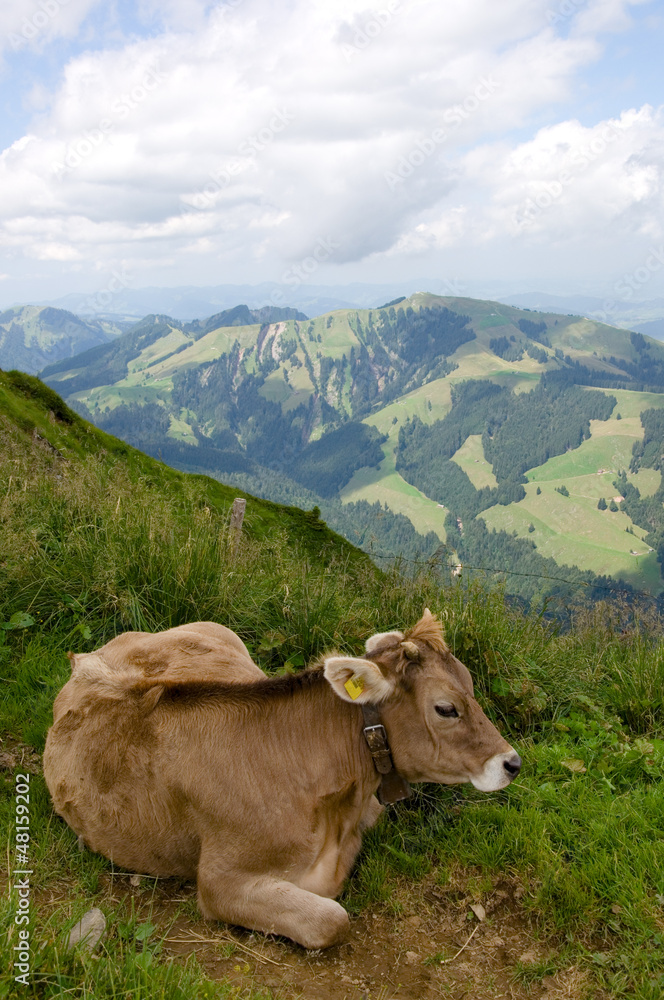 Milchkuh in der Schweiz