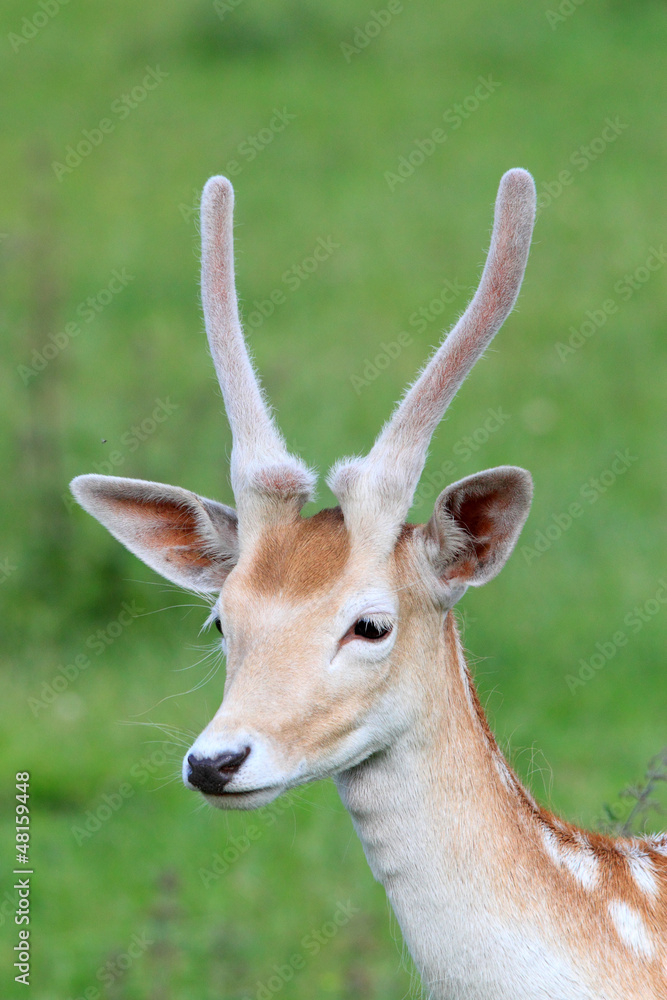 junger damhirsch junger damhirsch