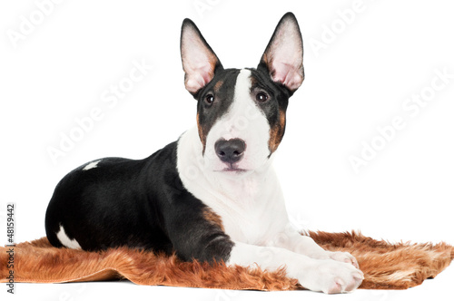 adorable english bull terrier puppy isolated on white