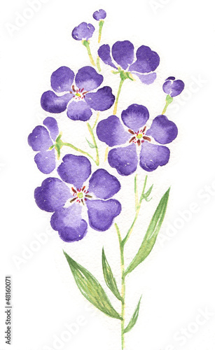 Watercolor painting blue flowers