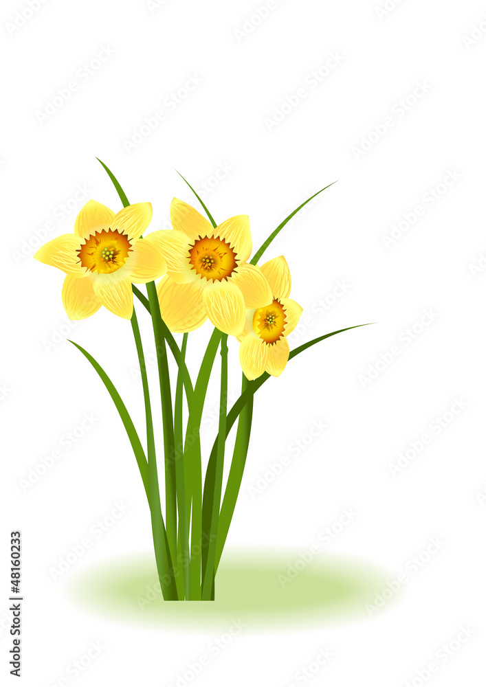 Spring Flowers. Yellow narcissus on white background Spring Flowers. Yellow narcissus on white background