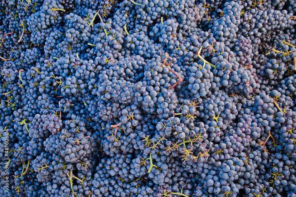 Bunch of Grapes Bunch of Grapes