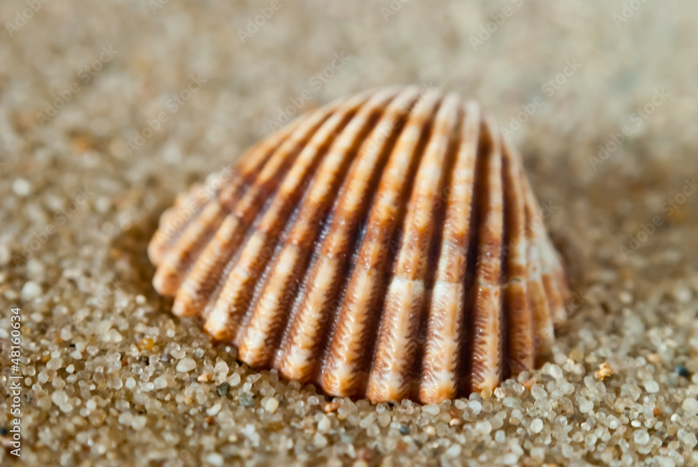 Shell 3