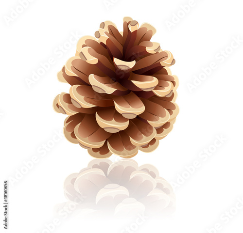 Pinecone on a white background, vector