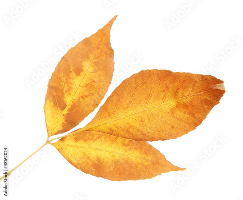 bright autumn leaves, isolated on white