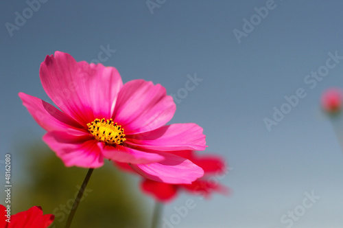 Pink cosmos flower under the blue sky © trichopcmu