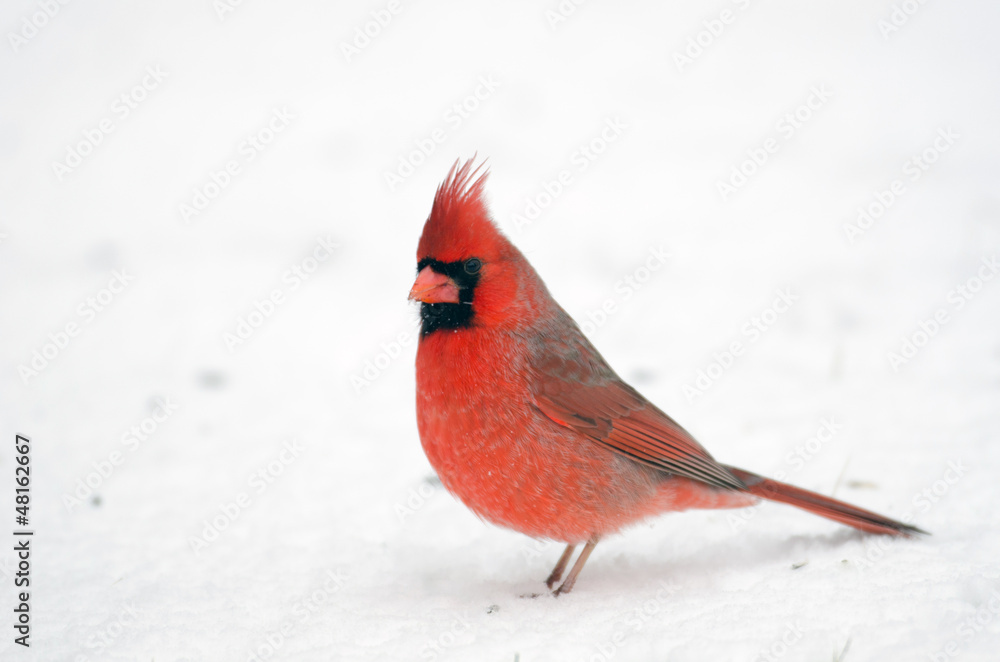 Northern cardinal perched on branch Northern cardinal perched on branch