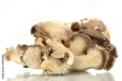 Fresh mushrooms isolated on white