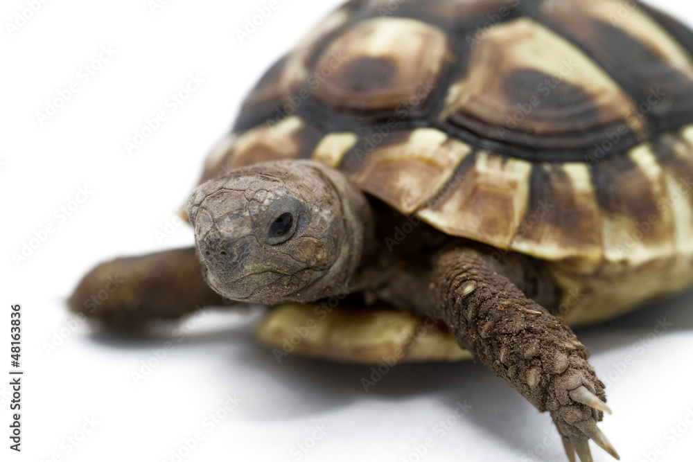 Young turtle on a white background Young turtle on a white background