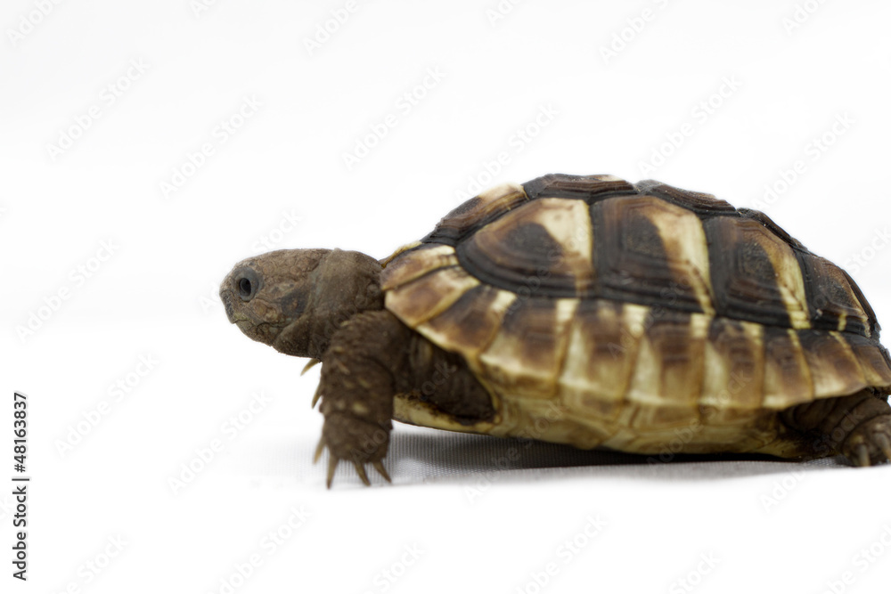 Obraz premium Young turtle on a white background