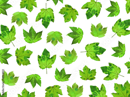 green maple leaves