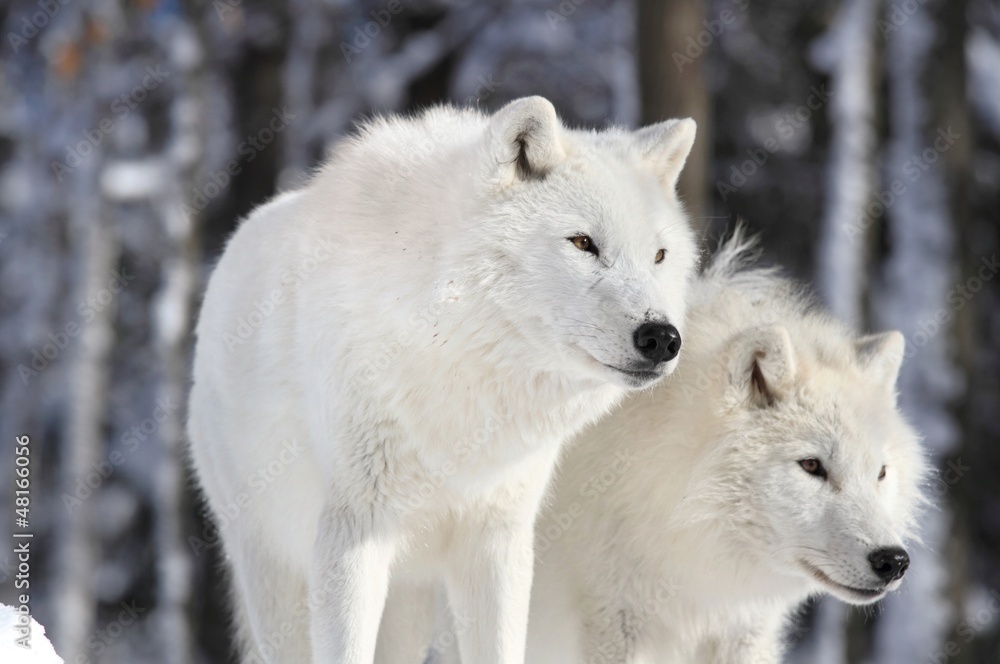 deux loups arctiques deux loups arctiques