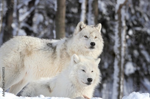 loups sauvages