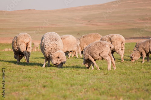 Herd of sheep feeding