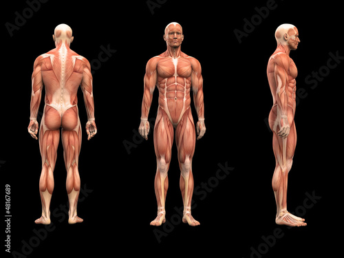 Mann, Anatomie Muskeln 3D