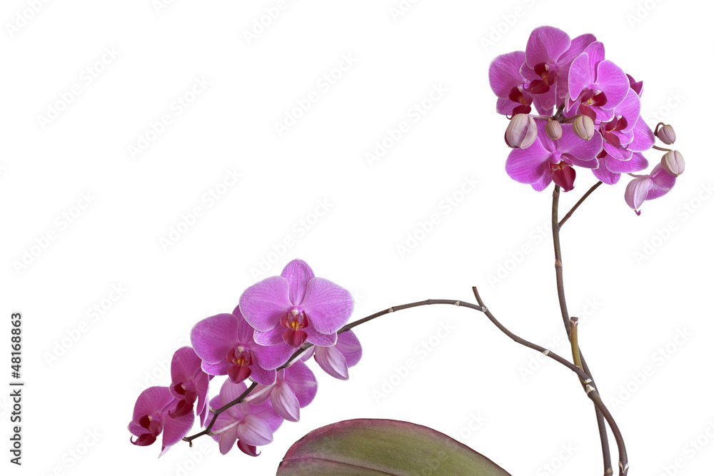 Naklejka premium Orchidea