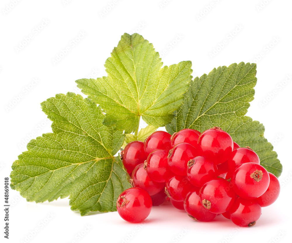 Red currants and green leaves still life Red currants and green leaves still life