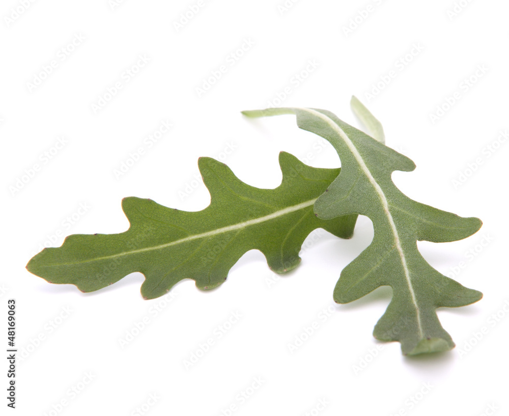 Fototapeta premium Sweet rucola salad or rocket lettuce leaves