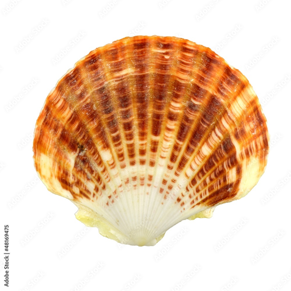 seashell seashell