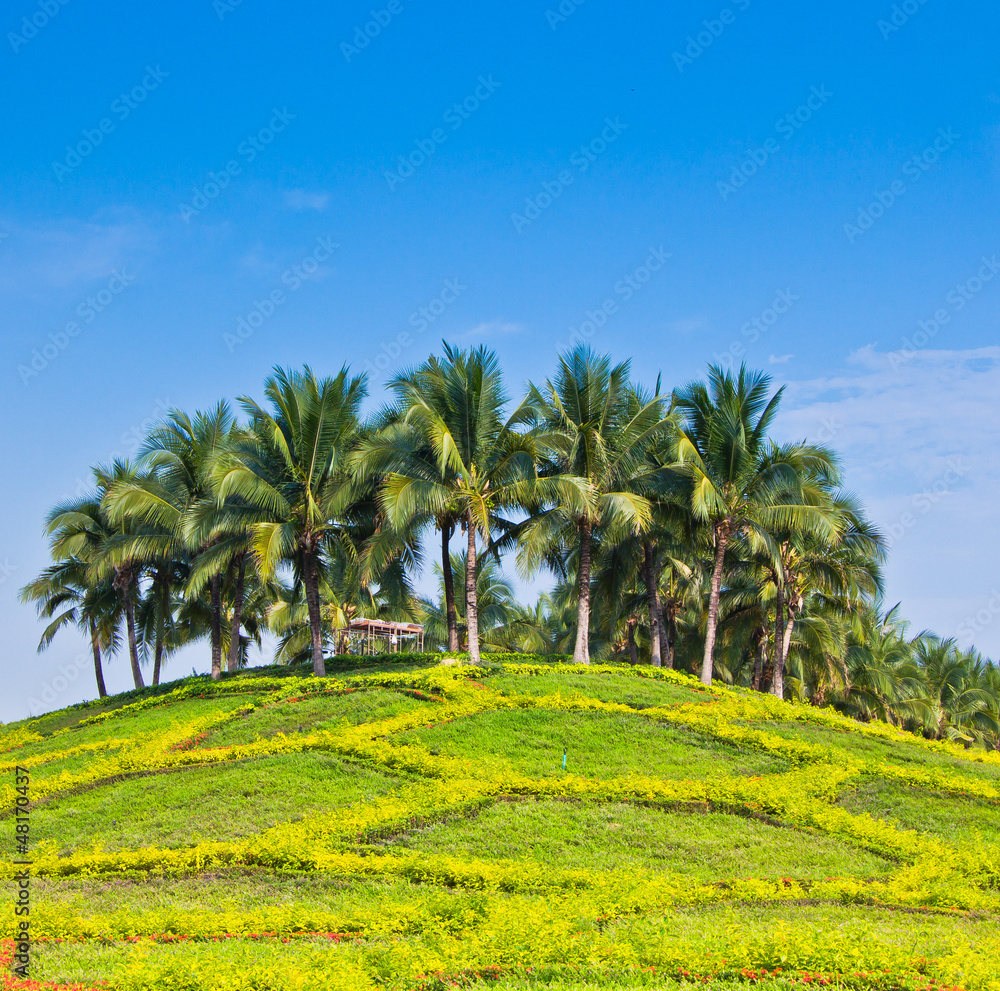 Fototapeta premium Coconut palms on the island.