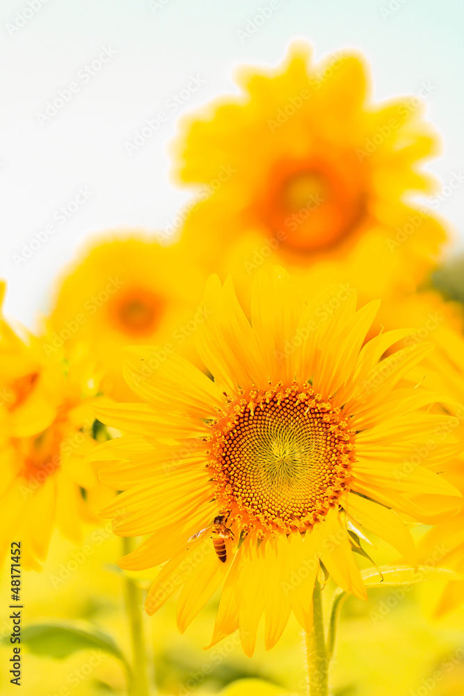 Naklejka premium beautiful yellow Sunflower