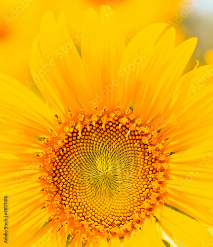 beautiful yellow Sunflower