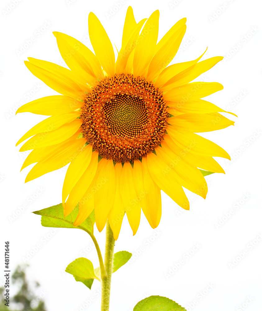 Obraz premium Sunflower