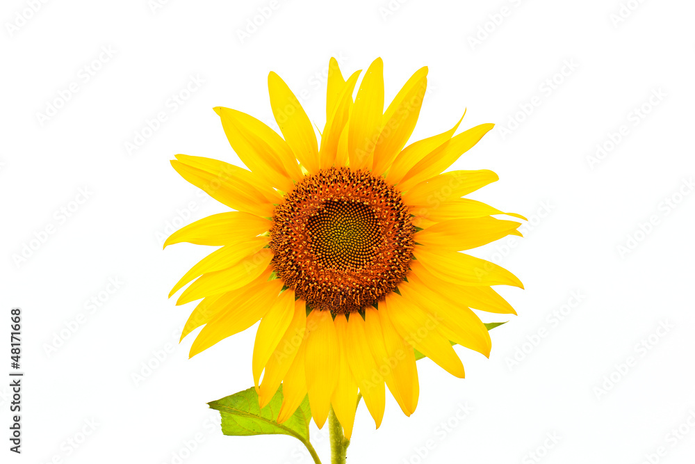 Obraz premium Sunflower