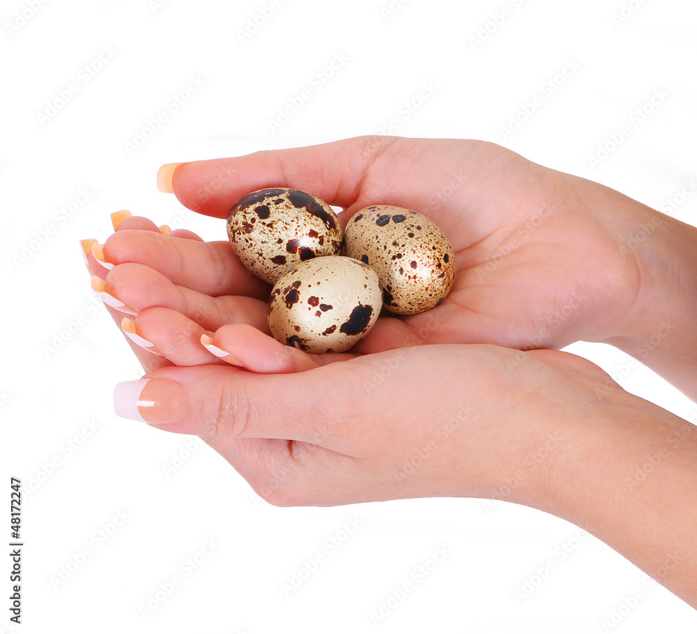 three quail eggs in hands isolated on white