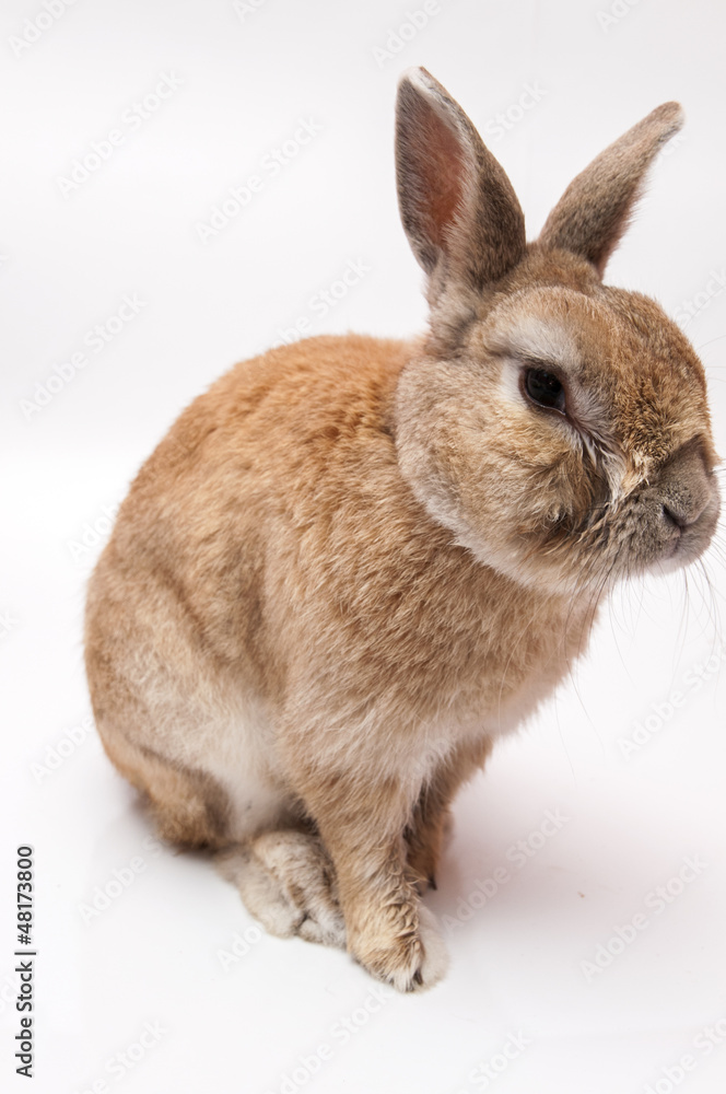 Fototapeta premium funny Rabbit