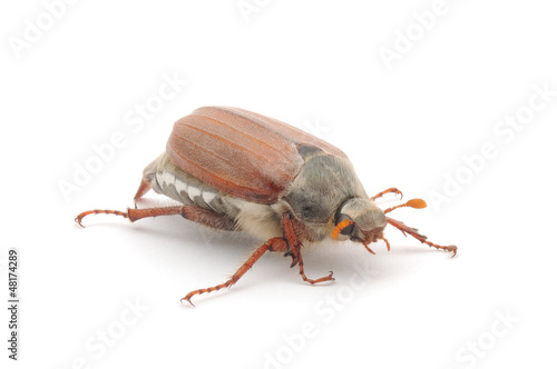 Chafer isolated on white