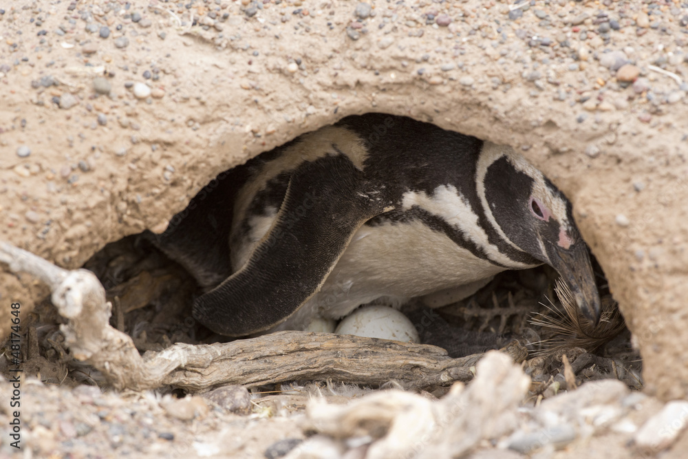 Obraz premium magellanic penguin brooding