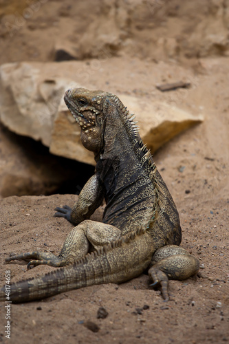 Cyclura nubila