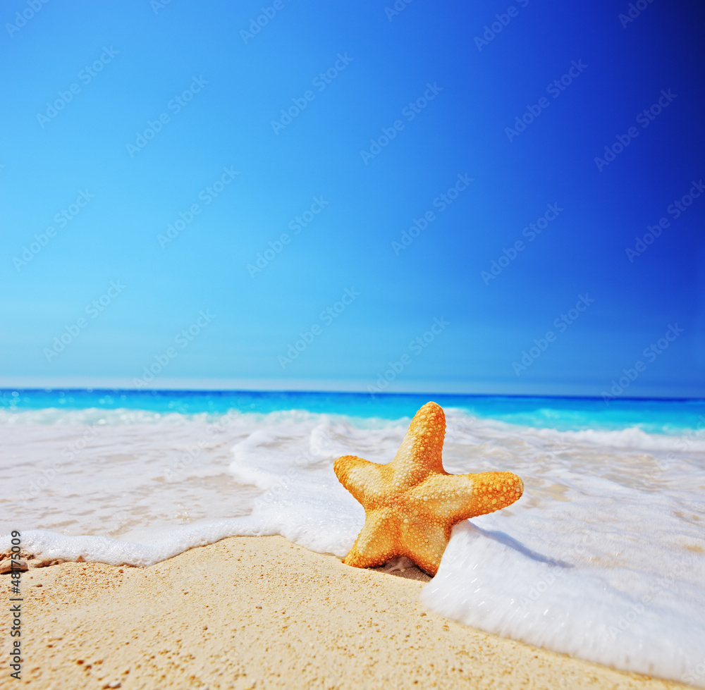 A starfish on a beach with clear sky A starfish on a beach with clear sky