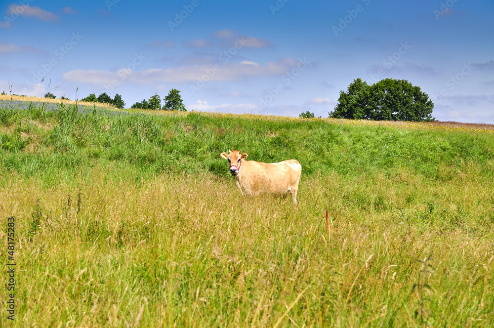 Obraz premium Jersey cow